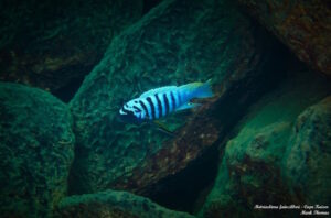 Metriaclima fainzilbergi 'Cape Kaiser'